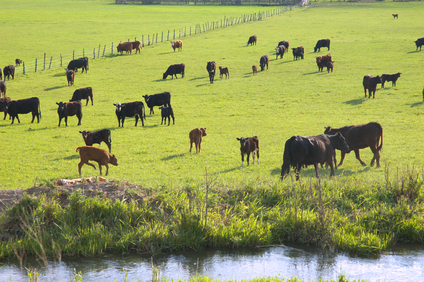 Eat-Well Today: Calves On Open Range